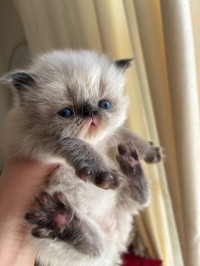 Chat persian