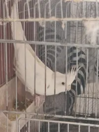 mâle calopsitte albinos wadjed