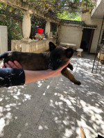 chien-des-malinois-birtouta-alger-algerie