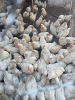 animaux-de-ferme-poulet-legorne-دجاج-ليجهورن-taghzout-bouira-algerie