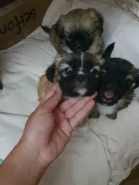 Vent chiot pékinois 