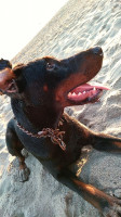 chien-doberman-tizi-ouzou-algerie