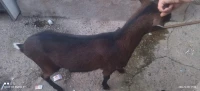 Chèvre alpine
