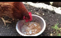 Mealworms دود الميل وورم (دود القبابي)
