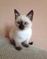 chat-petit-siamois-race-pure-a-vendre-draria-alger-algerie