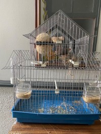 birds-couple-mandarains-bir-mourad-rais-alger-algeria
