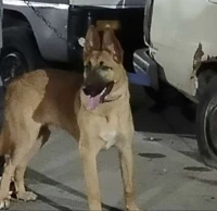 Berger allemand croisé mallinois 