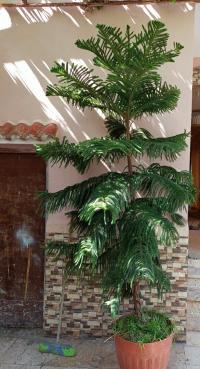 آخر-araucaria-سوق-الإثنين-بجاية-الجزائر