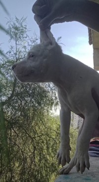 كلاب-couple-dog-argentin-pure-race-حيدرة-الجزائر
