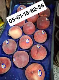 Vente Terrain Agricole Djelfa Ain oussara