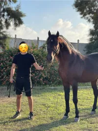 Cheval arabe barbe