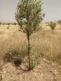 أرض-فلاحية-بيع-سطيف-عين-لحجر-الجزائر