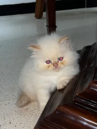 Des chatons person pake face age 1 mois 