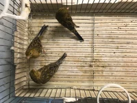Canari 