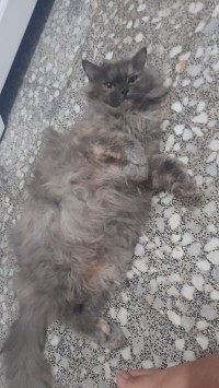 قطة بيرسون