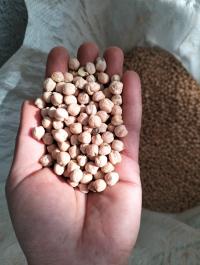 بذور-أرز-حبوب-حمص-طياب-تاع-بلاد-عين-فزة-تلمسان-الجزائر