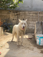 chien-husky-blanc-bordj-el-kiffan-alger-algerie