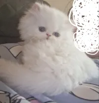 Chat persan peke face mâle 