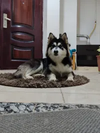 Husky ( Malamute de l'Alaska )