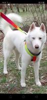 chien-husky-siberien-tizi-ouzou-algerie