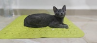 chat-chaton-pour-adoption-mahelma-alger-algerie