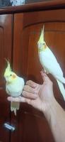 oiseau-couple-de-calopsitte-bab-ezzouar-alger-algerie
