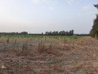 terrain-vente-alger-les-eucalyptus-algerie