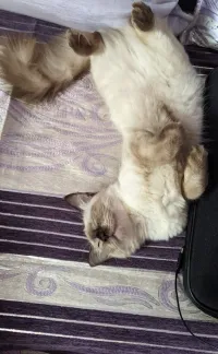 قطة سيامو