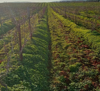 terrain-agricole-vente-tipaza-ain-tagourait-algerie