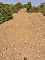 terrain-vente-tipaza-larhat-algerie