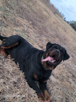 chien-femelle-rottweiler-2-ans-geant-staoueli-alger-algerie