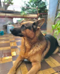 Bergie allemand 
