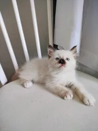 femelle chat croisés mère Red points père siamois 