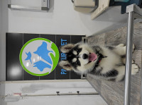 chien-husky-malamute-alger-centre-algerie