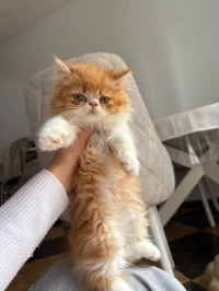 Chat persan pickey face