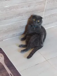 Scottish fold accouplement 