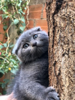 chat-scottish-fold-beni-messous-alger-algerie