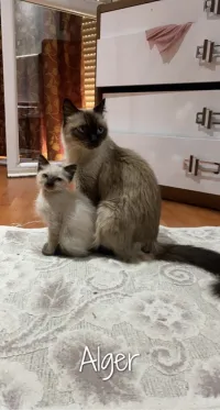 chat siamois 