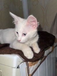 قطة-chat-angora-تيزي-وزو-الجزائر