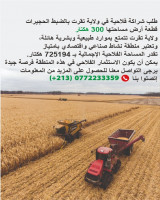terrain-agricole-location-touggourt-el-hadjira-algerie