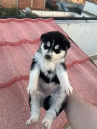 Chiots husky