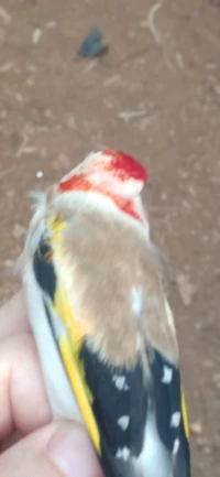 ماجور راس ابيض