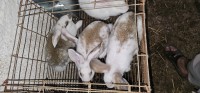 حيوانات-المزرعة-lapins-ارانب-براقي-الجزائر