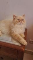 chat-disponible-un-male-persan-himalaya-pik-face-pour-accouplement-birtouta-alger-algerie