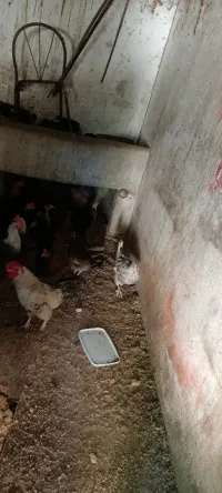 ديك 4 دجاج 13