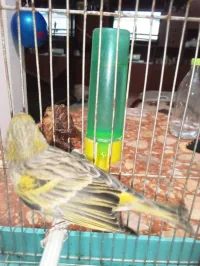 Couple Mulet surin et canari femelle 