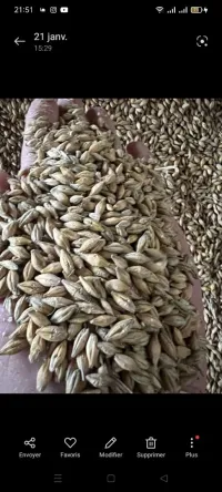 Aliment betaille avendre importation
