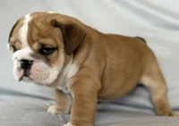 Bulldog Anglais ( élevage européen)