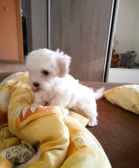 Bichon maltais nains ( élevage européen)