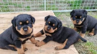 Rottweiler (élevage européen)
